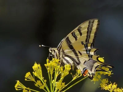 Papilio (Papilio) alexanor