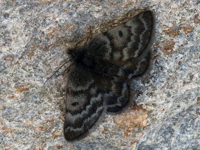 Psodos alticolaria