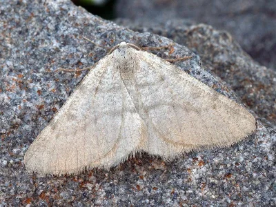 Sciadia unicoloraria