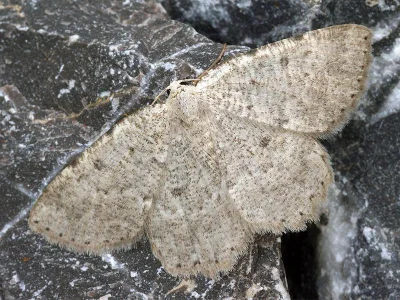 Scrupeodes serotinaria