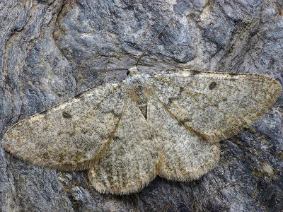 Sciadia caelibaria