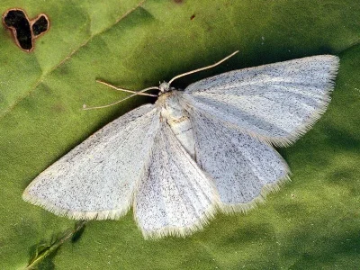 Crocota peletieraria