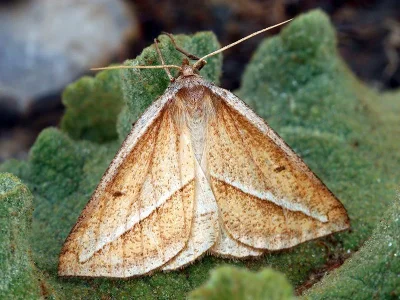 Chariaspilates formosaria