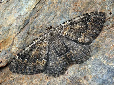 Cataclysme uniformata