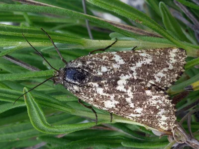 Athroolopha pennigeraria