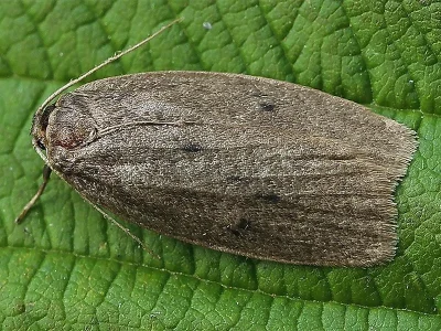 Pelosia obtusa