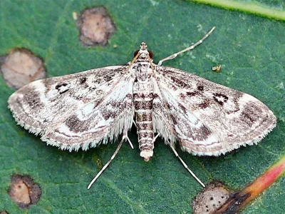 Parapoynx affinialis