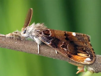 Orgyia (Telochurus) recens