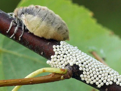 Orgyia (Orgyia) antiqua