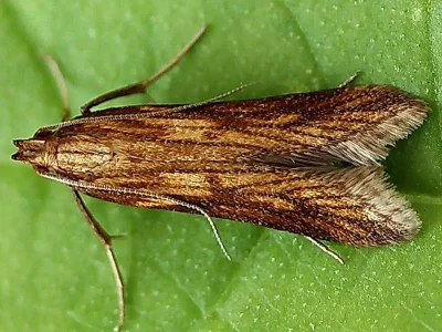 Metzneria neuropterella