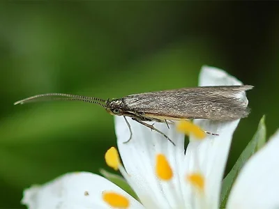 Coleophora lutarea
