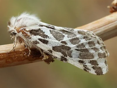 Lacydes spectabilis