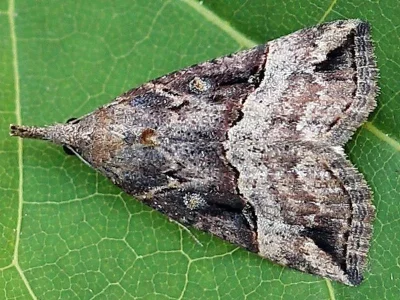 Hypena (Hypena) rostralis