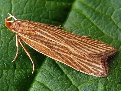 Helcystogramma albinervis
