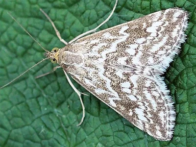 Evergestis frumentalis