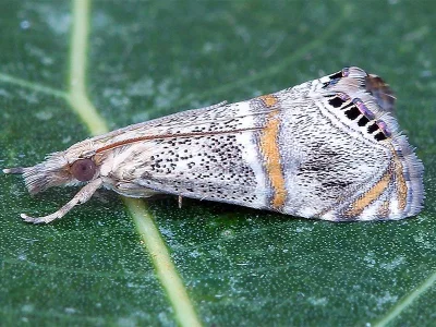 Euchromius superbellus