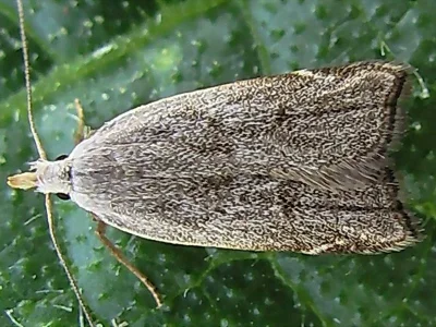 Dichomeris rasilella