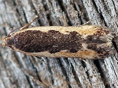 Cosmardia moritzella