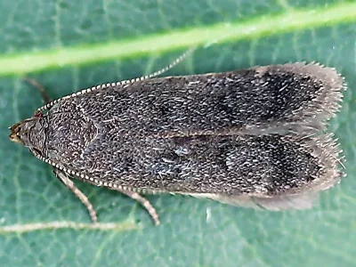 Anacampsis timidella