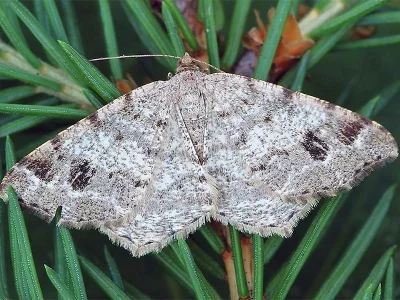 Macaria signaria