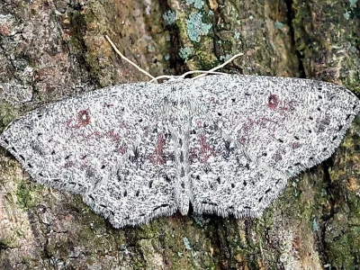Cyclophora (Cyclophora) pendularia