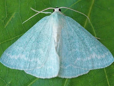 Pseudoterpna pruinata