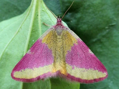 Lythria cruentaria