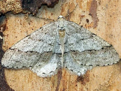 Larerannis orthogrammaria