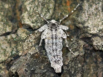 Larerannis orthogrammaria