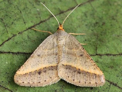 Isturgia arenacearia