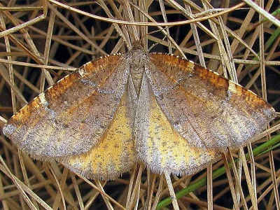 Epirranthis diversata