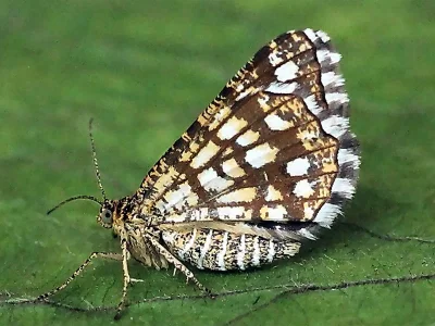 Chiasmia clathrata