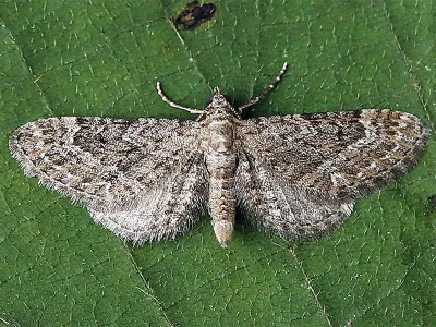 Eupithecia nanata