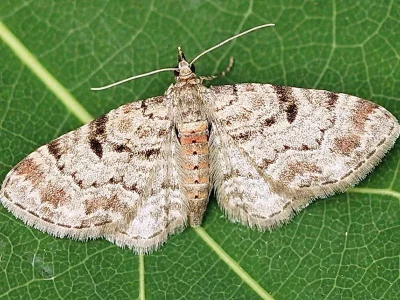 Eupithecia analoga