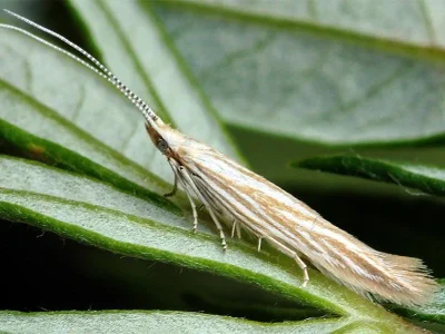 Coleophora trochilella