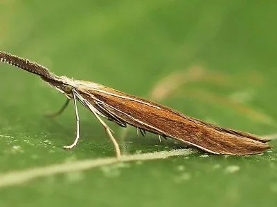 Coleophora wockeella