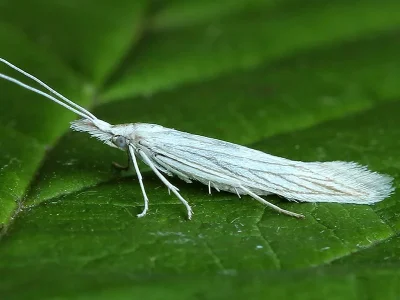 Coleophora brevipalpella