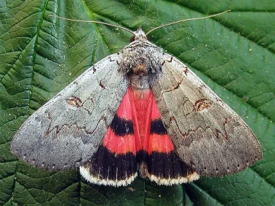 Catocala pacta