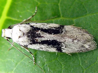 Carpatolechia alburnella