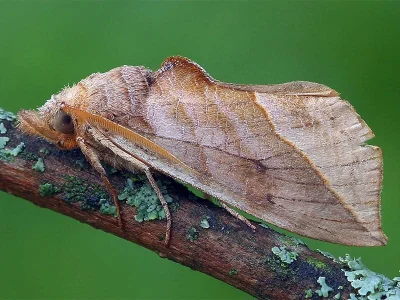 Calyptra thalictri
