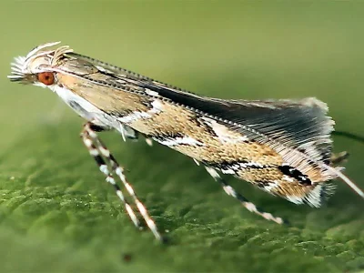 Acrocercops brongniardella