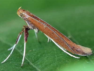 Caloptilia elongella