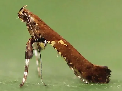 Caloptilia jurateae