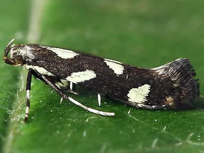 Calybites phasianipennella