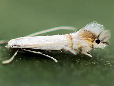 Phyllocnistis saligna