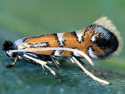 Phyllonorycter lautella