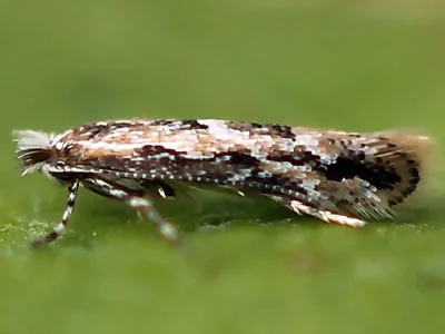 Phyllonorycter issikii