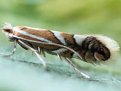 Phyllonorycter sorbi