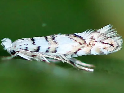 Phyllonorycter joannisi