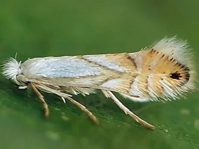 Phyllonorycter heegeriella
